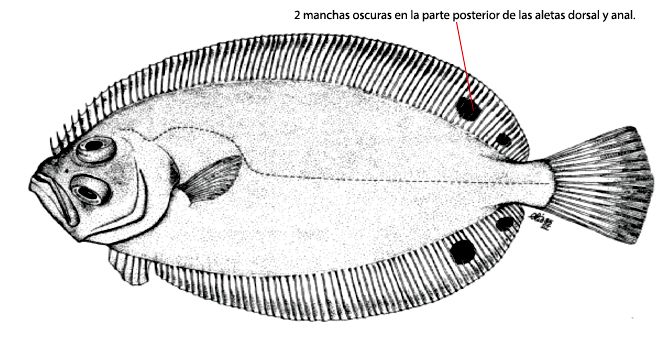 Lepidorhombus boscii_01
